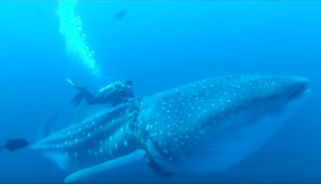 Tiburon Ballena Mexico SOS